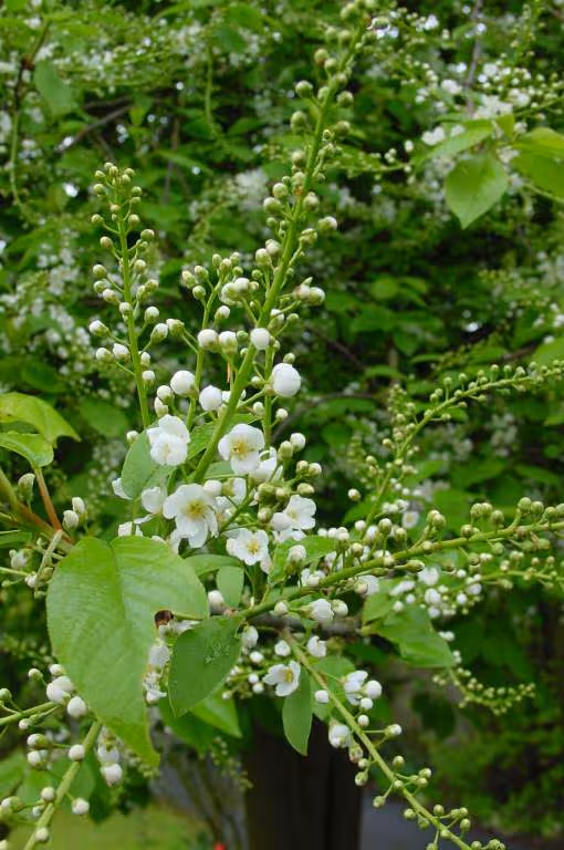 Fleurs arbre muguet