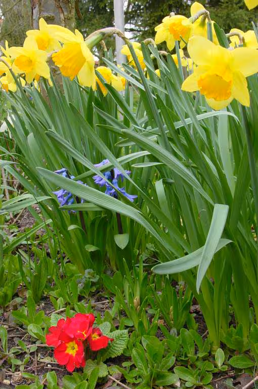 Fleurs jardin