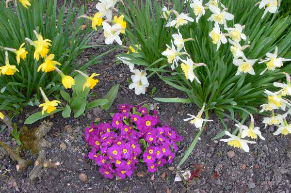 Fleurs jardin
