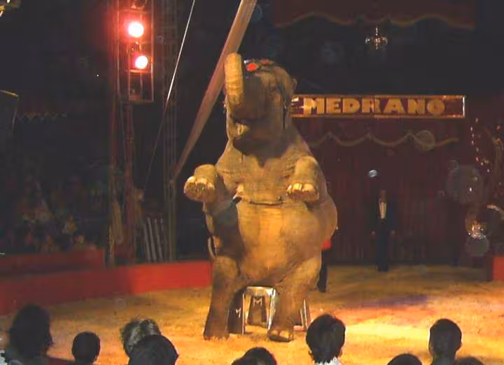 Cirquemedranocortaline