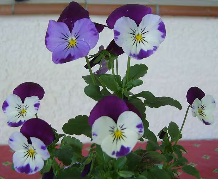 Fleur de mami mimi pour cortaline