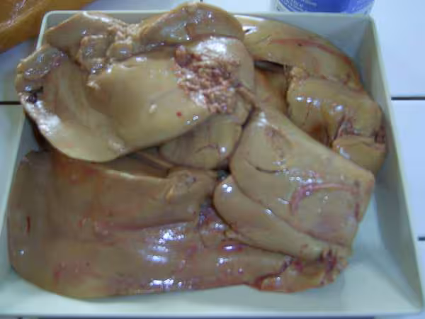 Foie gras