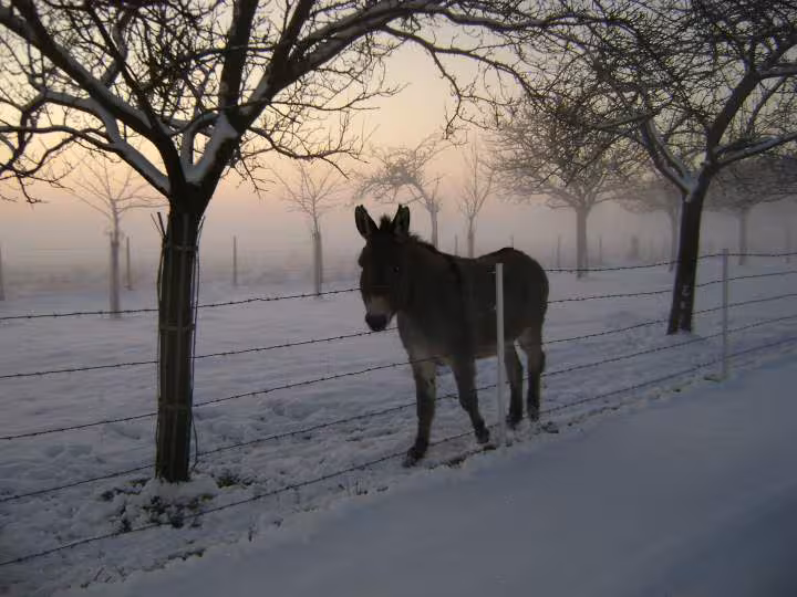 Neige