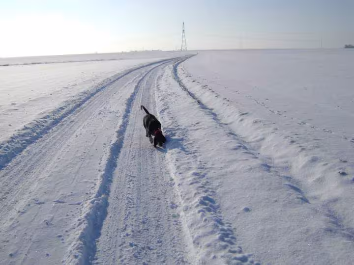 Neige