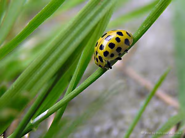 Une coccinelle