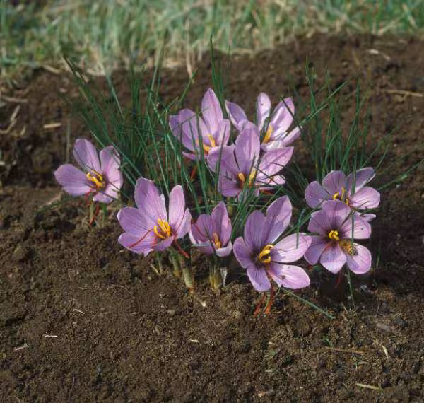 Crocus a safran