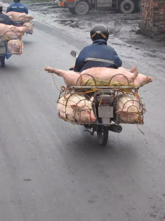 Transport de cochons
