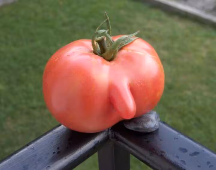 Tomate