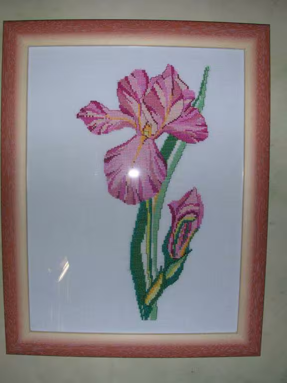Iris3