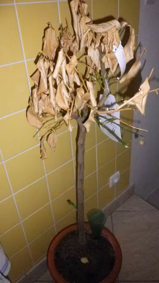 Mon citronnier