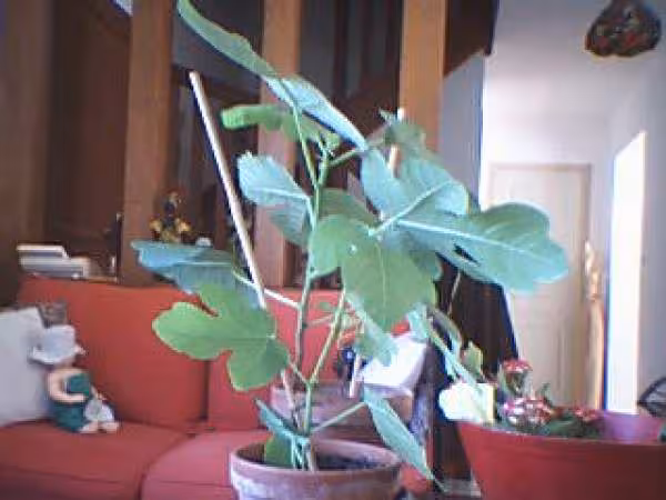 Figuier 1
