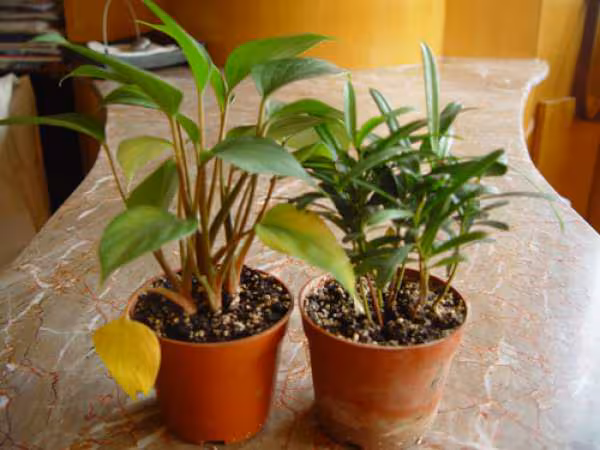 Plante inconnue