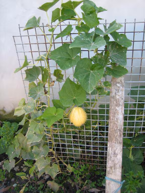 La plante