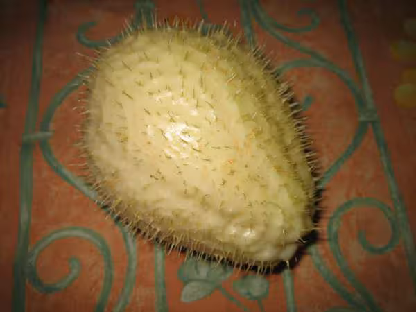 Le fruit