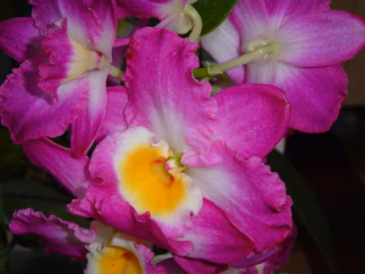 Cattleya
