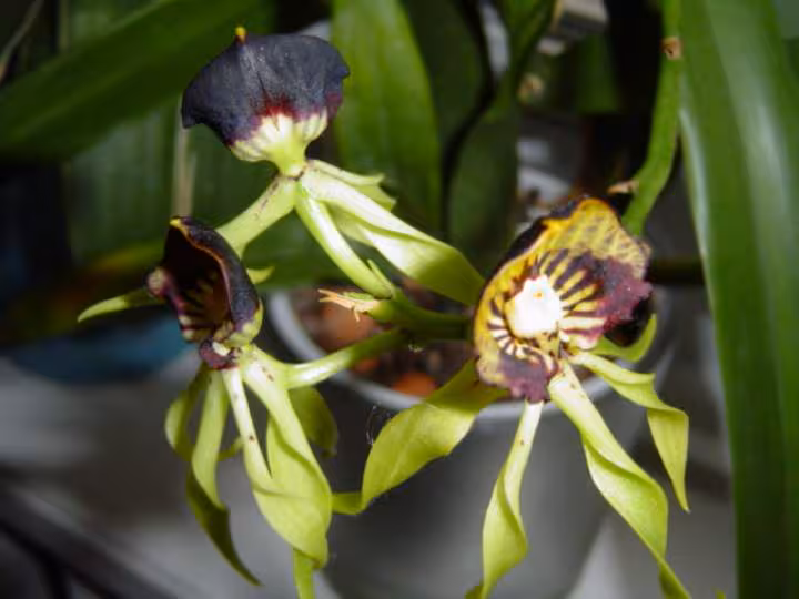 Encyclia