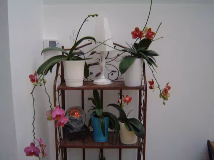 Installation phals