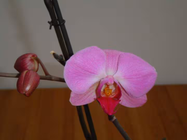 Orchidee 0412