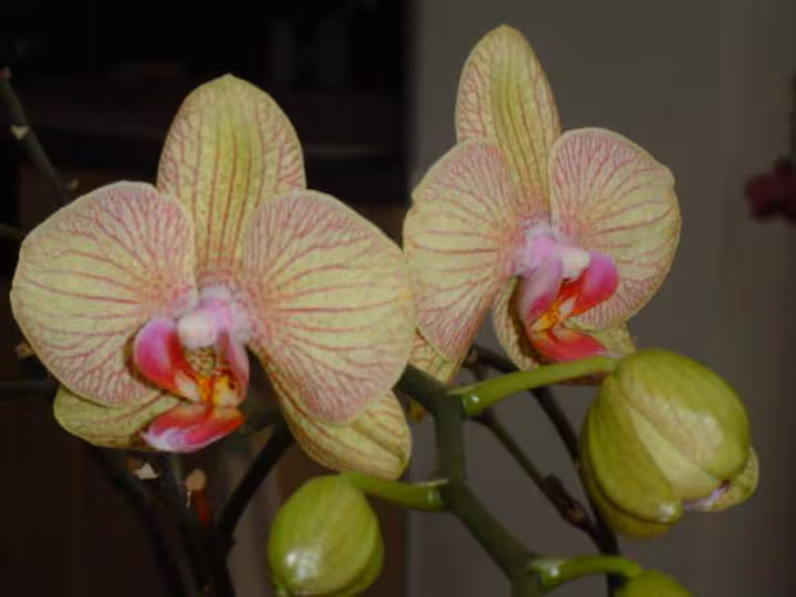 Phal bi
