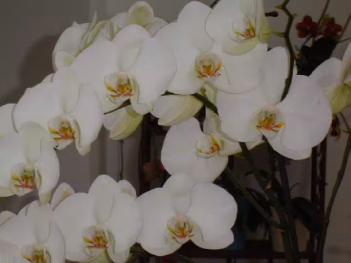 Phal blanc 1