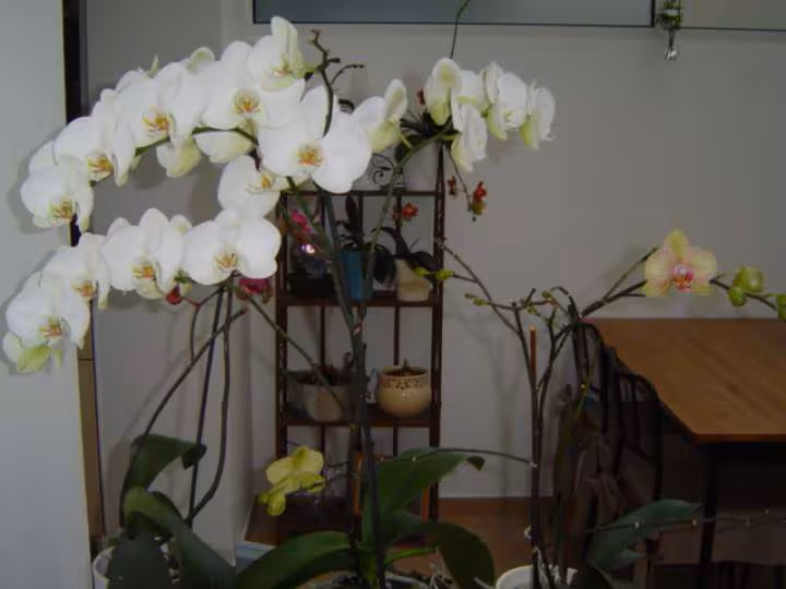 Phal blanc 2