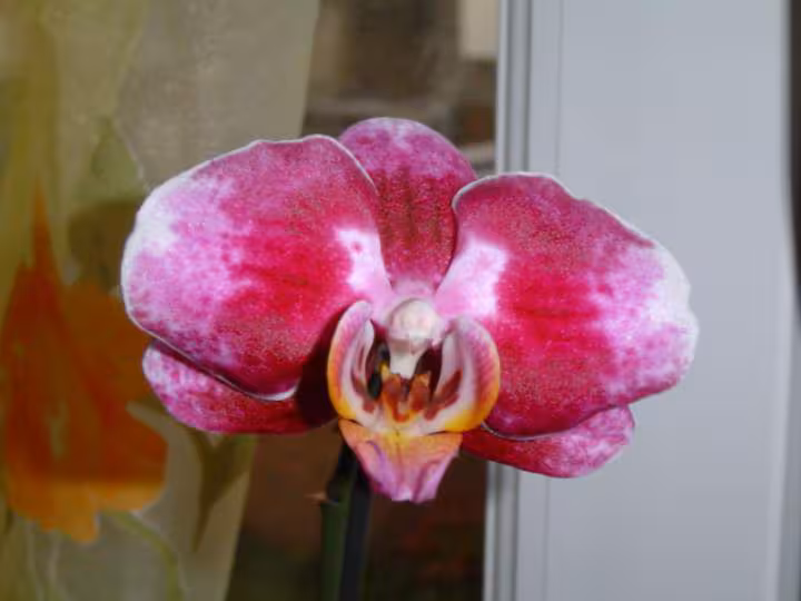 Phal elegant