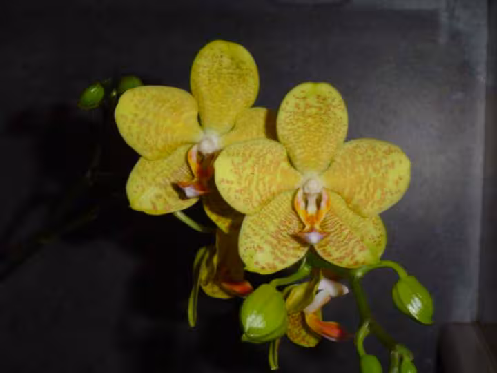 Phal jaune 1