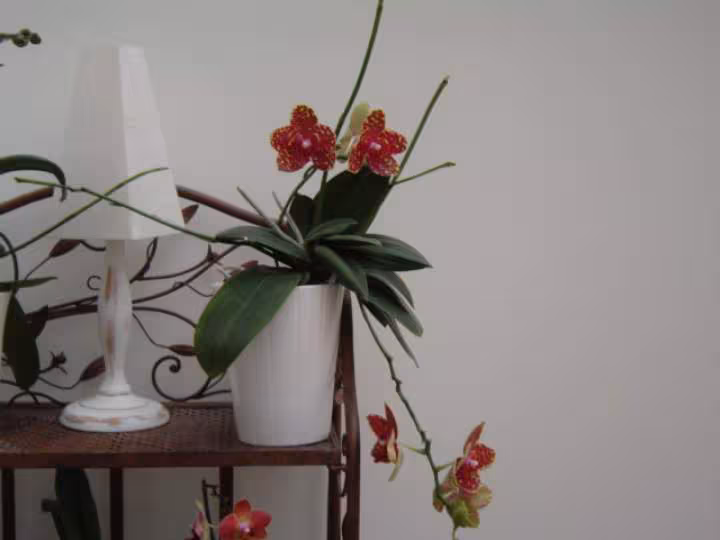 Phal m