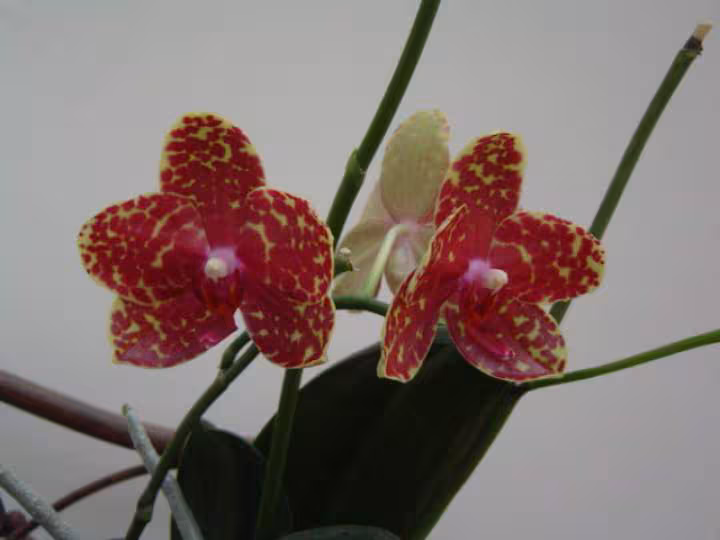 Phal m1