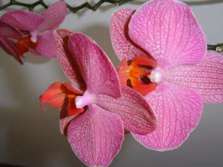 Phal rose
