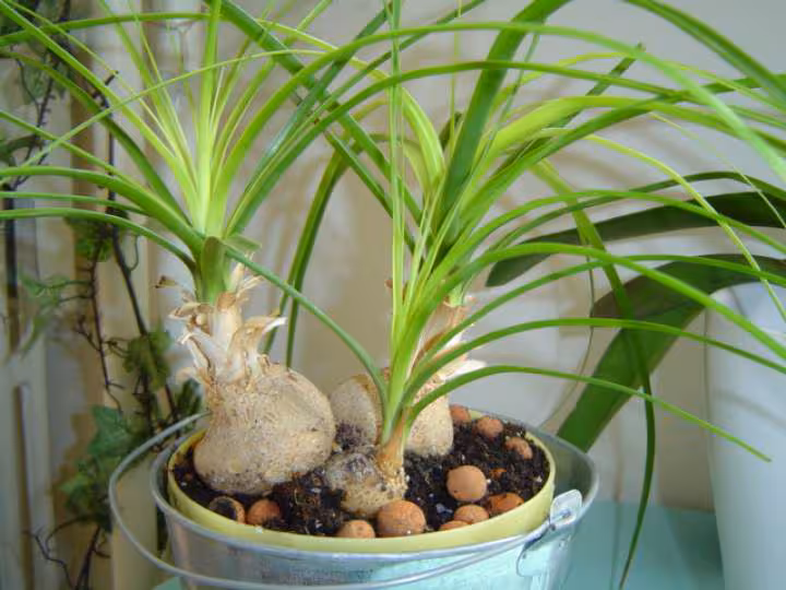 Plante verte