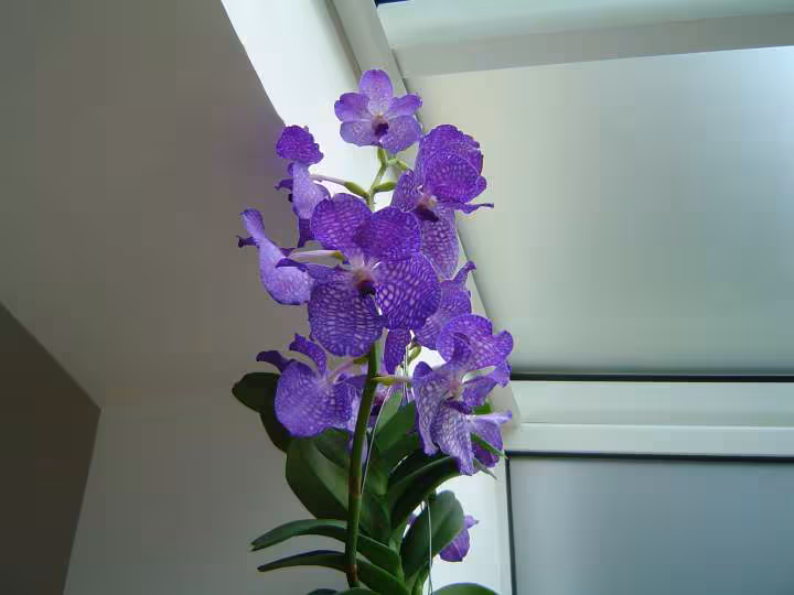 Vanda