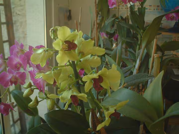 Dendrobium anna green
