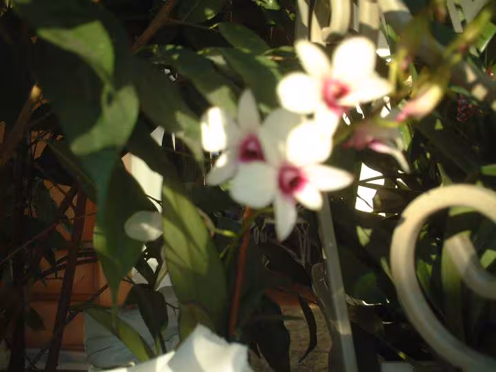 Dendrobium borneo
