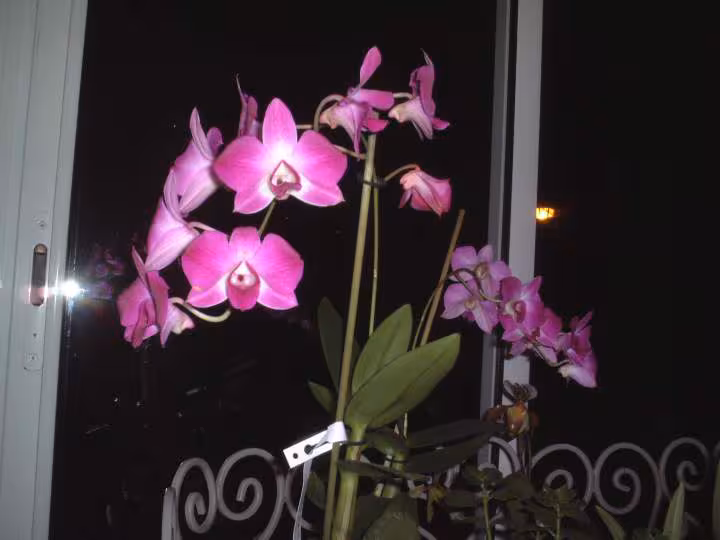 Dendrobium karen