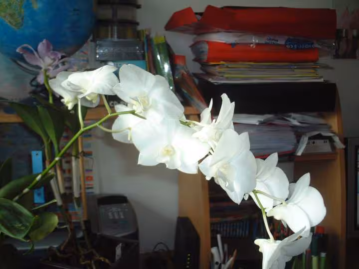 Dendrobium phalaenopsis white surprise