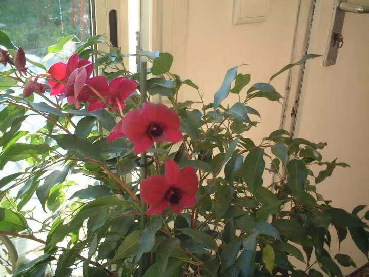 Dendrobium sena red
