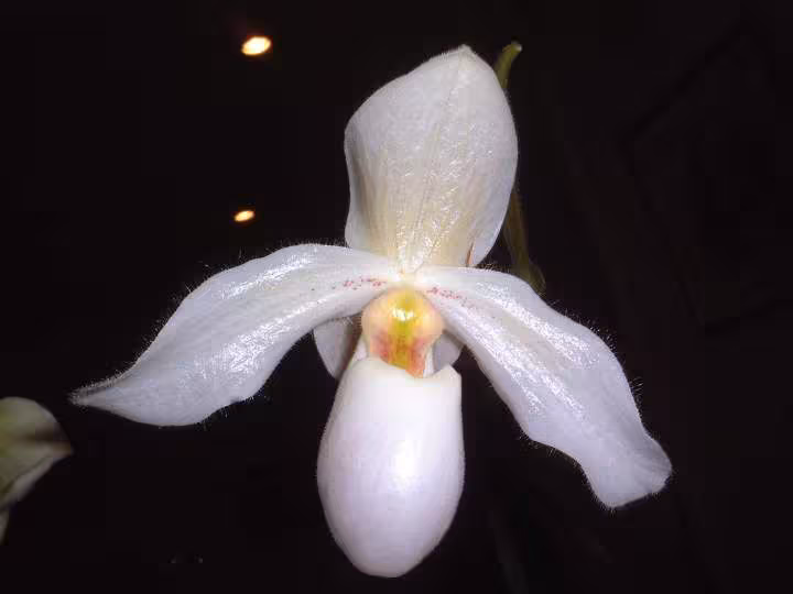 Paphio deperle delenatii primulinum 2 nov 2007