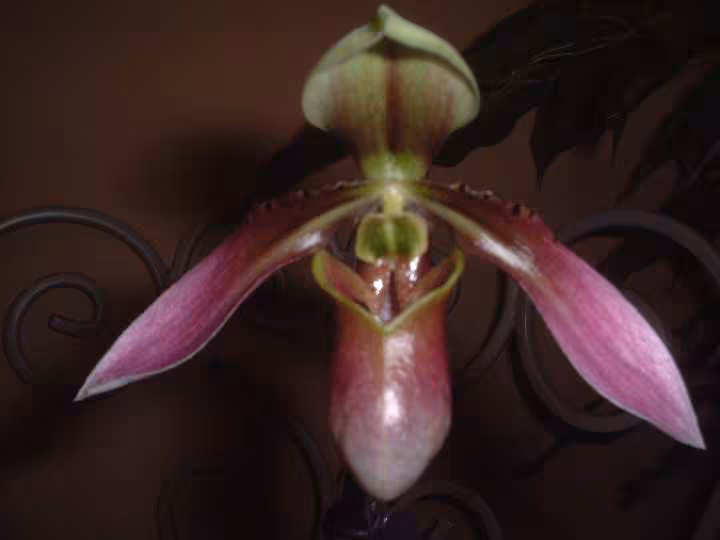 Paphiopedilum celebensis
