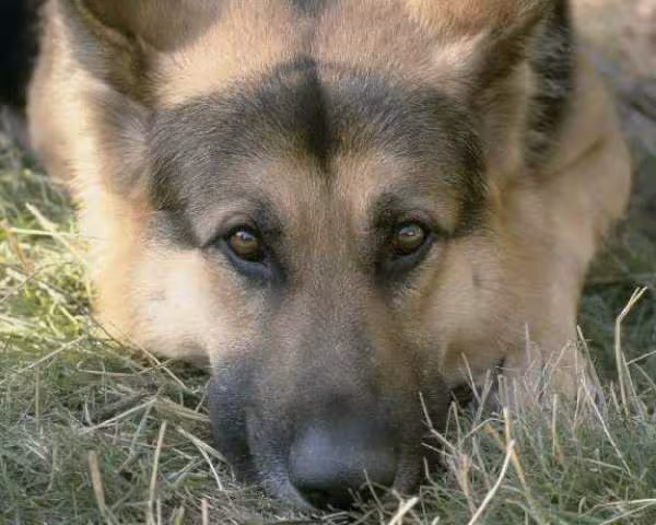 Junior mon berger allemand