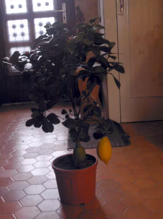 Citronnier