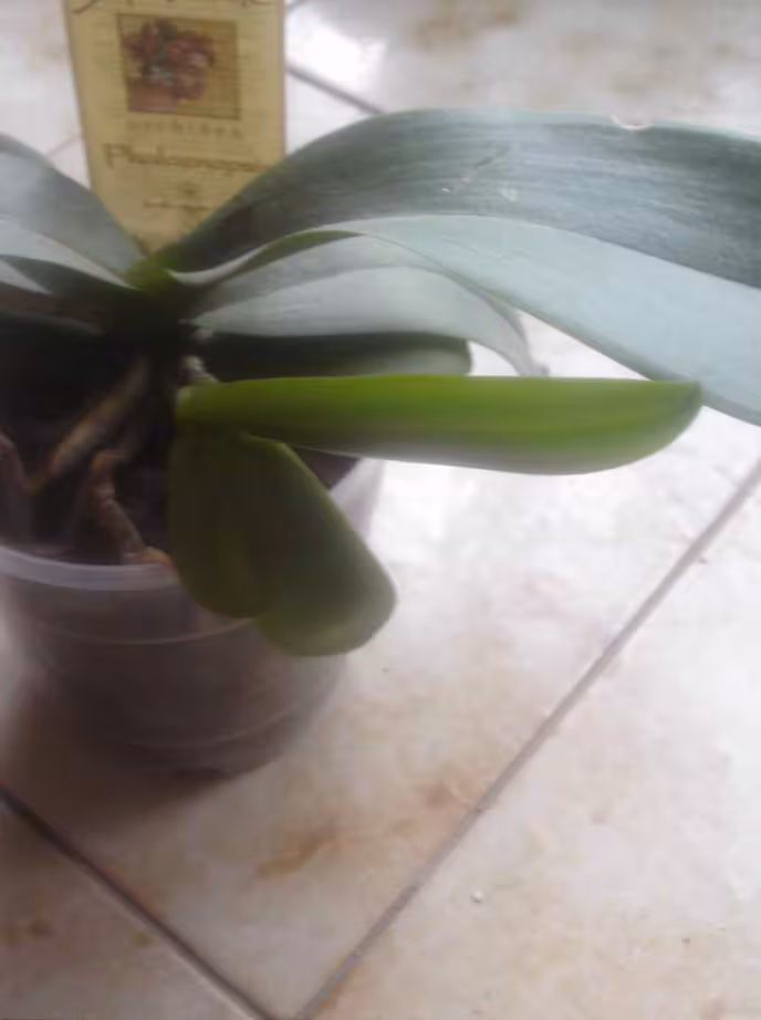 Orchidee