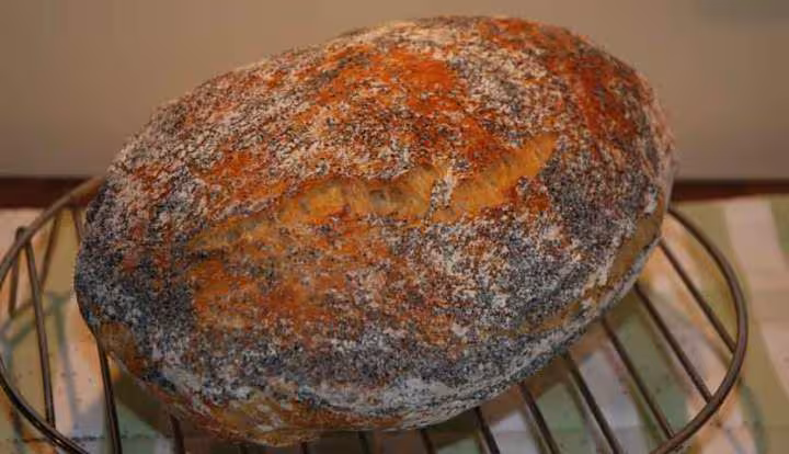 Pain sans petrissage cuisson cocotte