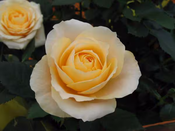 Fleurs