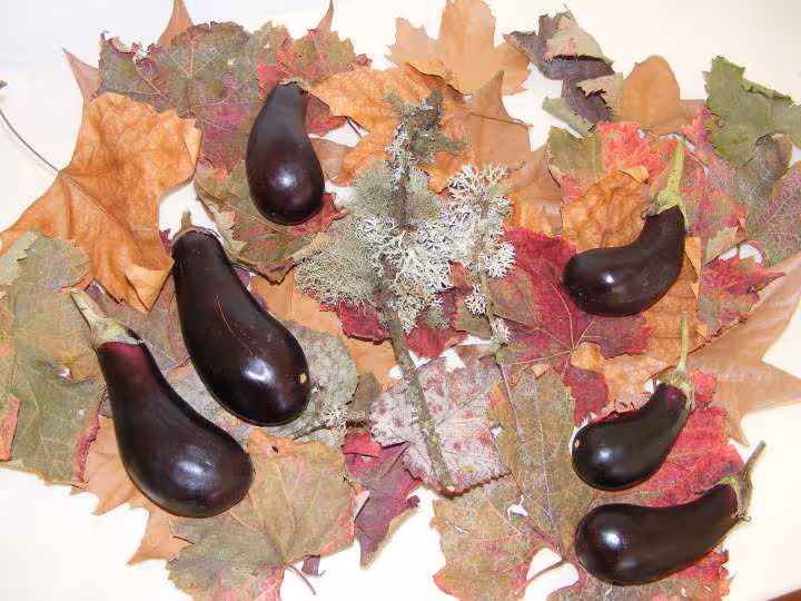 Aubergines du pauvre