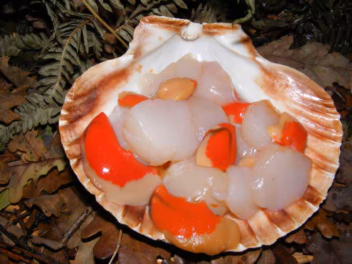 Coquilles st jacques aux cepes et foie gras a ma facon