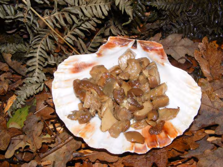 Coquilles st jacques aux cepes et foie gras a ma facon