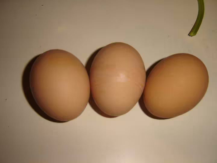 Oeufs