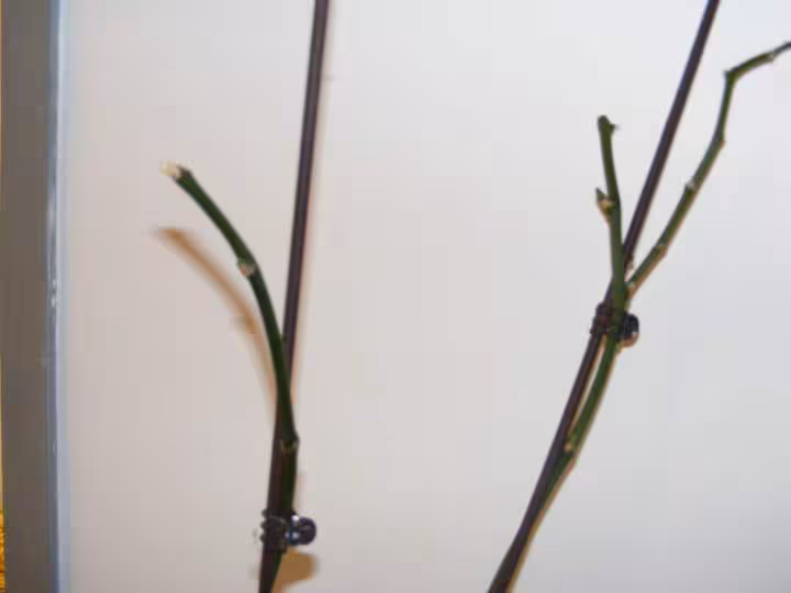 Orchidees