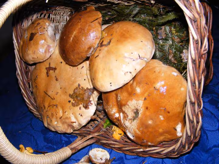 Quelques cepes